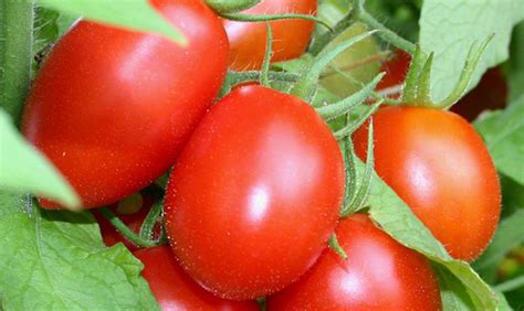 nguồn gốc cà chua